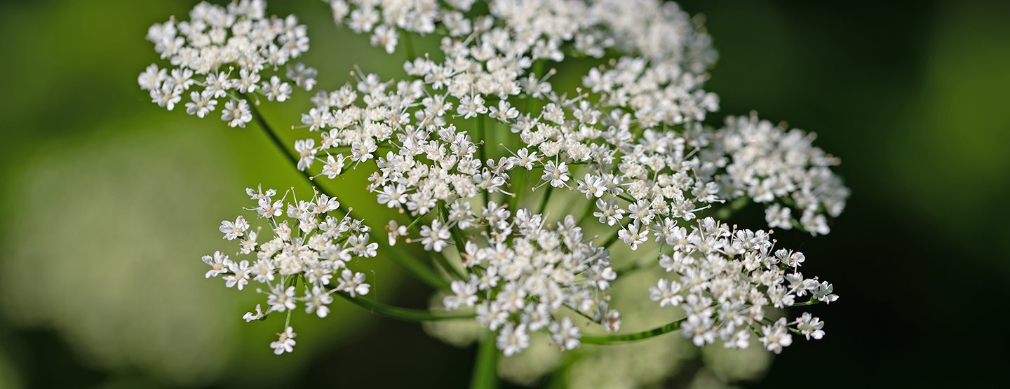 Bršlice kozí noha: Jak ji využít?