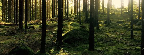 4 překvapivá fakta o pobytu v lese
