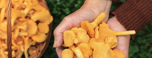 Průvodce světem hub: Od sběru až po zpracování